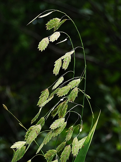 {Chasmanthium latifolium}